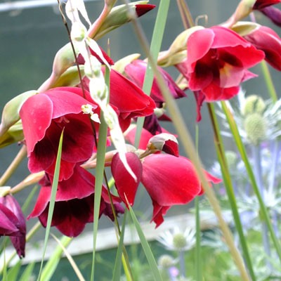 Gladiolus 'Ruby'