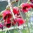 Gladiolus 'Ruby'