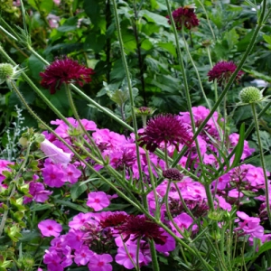 Knautia 'Red Knight' with Phlox 'Pink Flame'