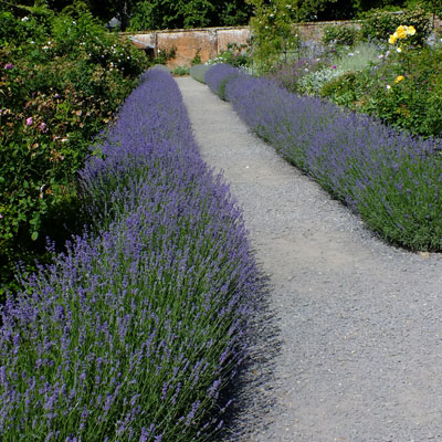 Lavandula angustifolia