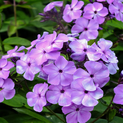 Phlox Violet Flame ('Barsixtyone') - Dorset Perennials