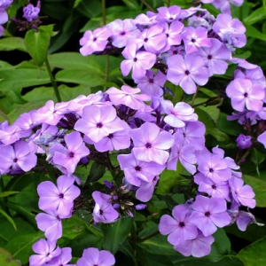 Phlox Violet Flame ('Barsixtyone')