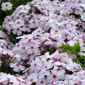 Phlox 'White Eye Flame ('Barsixty')