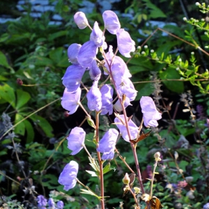 Aconitum carmichaelii 'Spatlese' (Wilsonii Group)