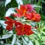 Alstroemeria Rock 'n' Roll