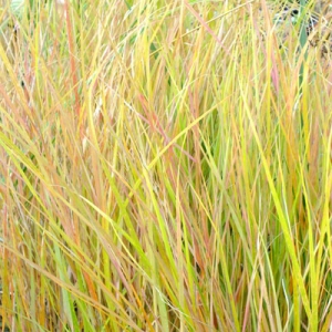 Anemanthele lessoniana (Stipa arundinacea) - New Zealand Wind Grass, Pheasant's Tail Grass
