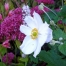 Anemone x hybrida 'Andrea Atkinson'
