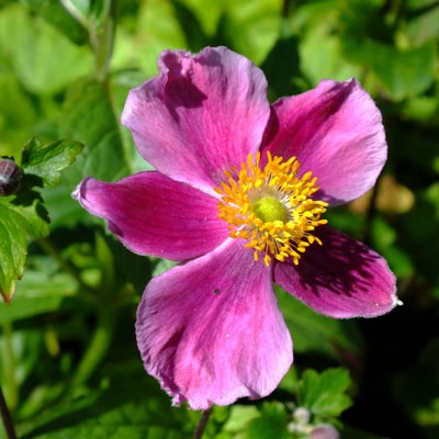 Anemone hupehensis 'Bowles's Pink'