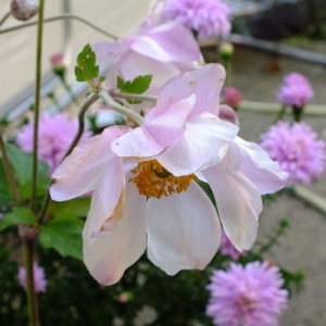 Anemone x hybrida 'Loreley'