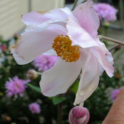 Anemone x hybrida 'Loreley'