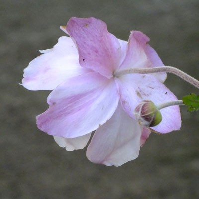 Anemone x hybrida 'Loreley'