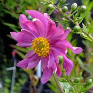 Anemone hupehensis var. japonica 'Prinz Heinrich'