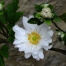 Anemone x hybrida 'Whirlwind' ('Whirbelwind')