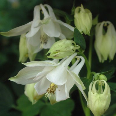 Aquilegia vulgaris 'Nivea' ('Munstead White')