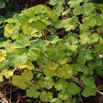 Aquilegia vulgaris Vervaeneana Group (Woodside Group)