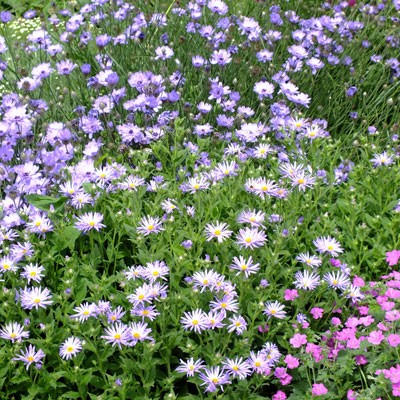 Aster amellus 'King George' with Catanache