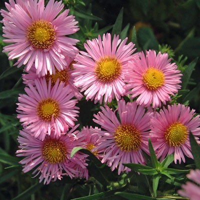 Aster novae-angliae 'Harrington's Pink' (Symphyotrichum novae-angliae 'Harrington's Pink')