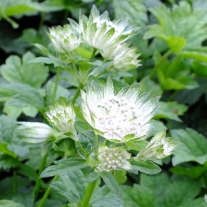 Astrantia 'Superstar'