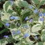 Brunnera macrophylla 'Dawson's White'