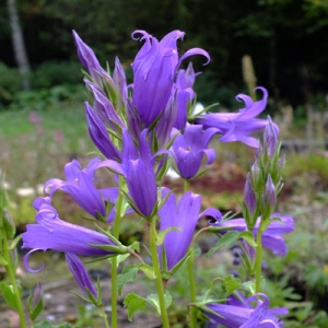 Campanula latifolia 'Brantwood'