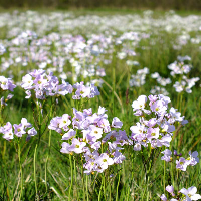 Cardamine pratensis Cuckoo flower, Milkmaids or Lady's Smock