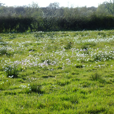 Cardamine pratensis Cuckoo flower, Milkmaids or Lady's Smock