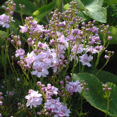 Cardamine pratensis 'Flore Pleno' Cuckoo flower, Milkmaids or Lady's Smock