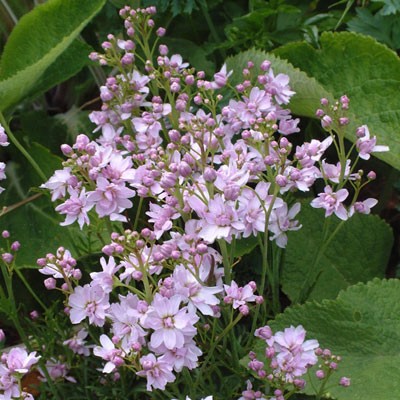 Cardamine pratensis 'Flore Pleno' Cuckoo flower, Milkmaids or Lady's Smock