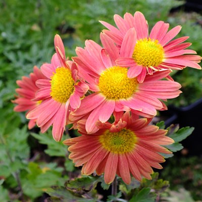 Chrysanthemum 'Cottage Apricot' - Korean (C.'Apricot')
