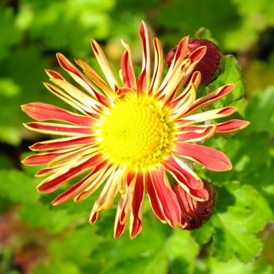 Chrysanthemum 'Cottage Apricot' - Korean (C.'Apricot')