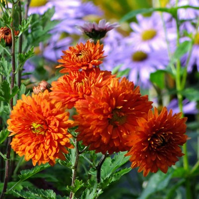 Chrysanthemum 'Paul Boissier' - Early Flowering Outdoor Type : rubellum