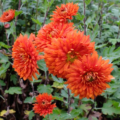 Chrysanthemum 'Paul Boissier' - Early Flowering Outdoor Type : rubellum