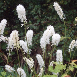 Actaea matsumerae 'White Pearl' (Cimicifuga)