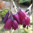 Dierama pulcherrimum 'Merlin'