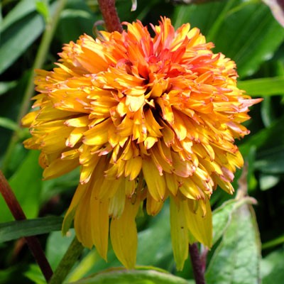 Echinacea 'Marmalade'