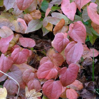 Epimedium grandiflorum 'Lilafee' (Lilac Fairy)