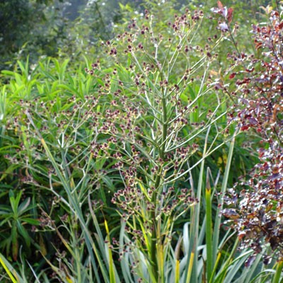 Eryngium pandanifolium 'Physic Purple'