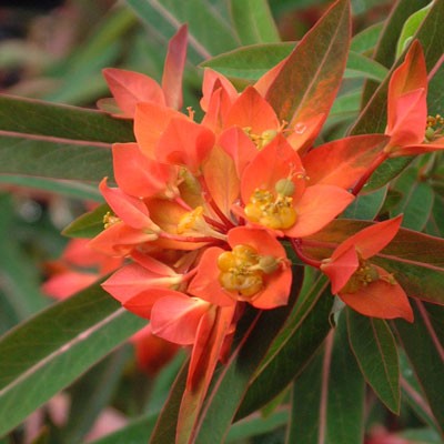 Euphorbia griffithii 'Fireglow'