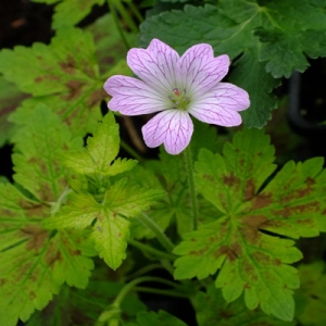 Geranium x oxonianum 'Dawn Time'