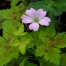Geranium x oxonianum 'Dawn Time'