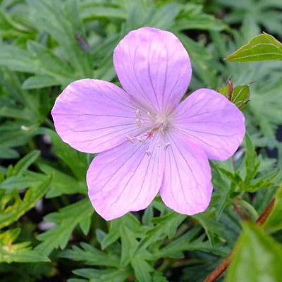 Geranium clarkei 'Kashmir Pink'