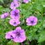 Geranium 'Pink Penny'