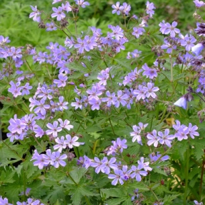 Geranium 'Prelude'