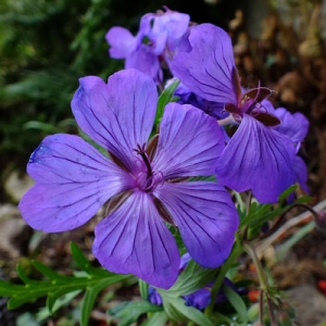 Geranium malviflorum (Geranium atlanticum)