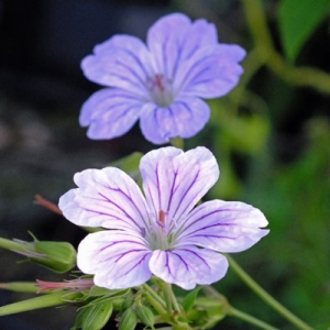 Geranium nodosum ‘Hexham Big Eye'