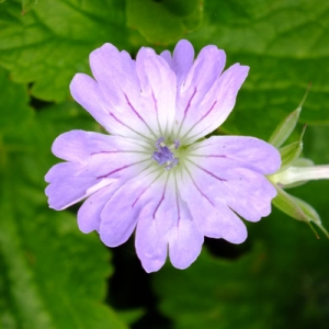 Geranium nodosum 'Hexham Lace'