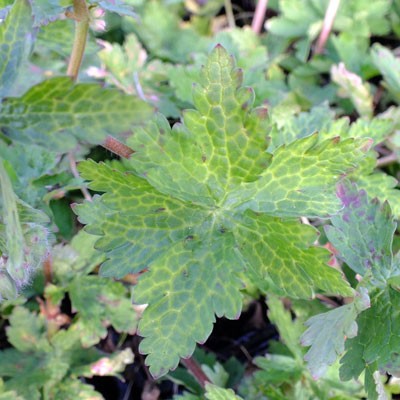 Geranium phaeum 'Conny Broe'