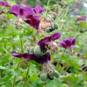 Geranium phaeum 'Conny Broe'
