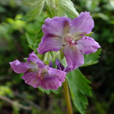 Geranium phaeum 'Mottisfont Rose'
