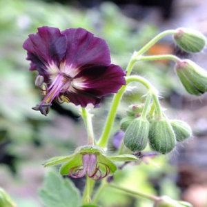 Geranium phaeum 'Taff's Jester'